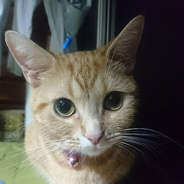 shinobuさんの実例写真