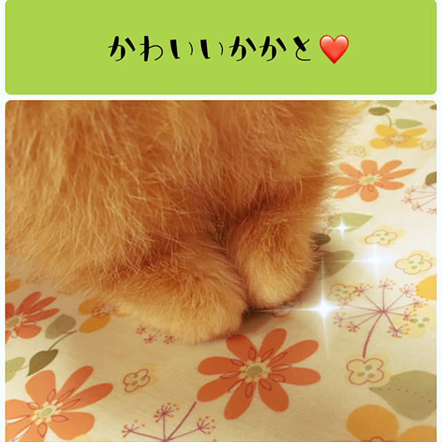 frostyさんの実例写真