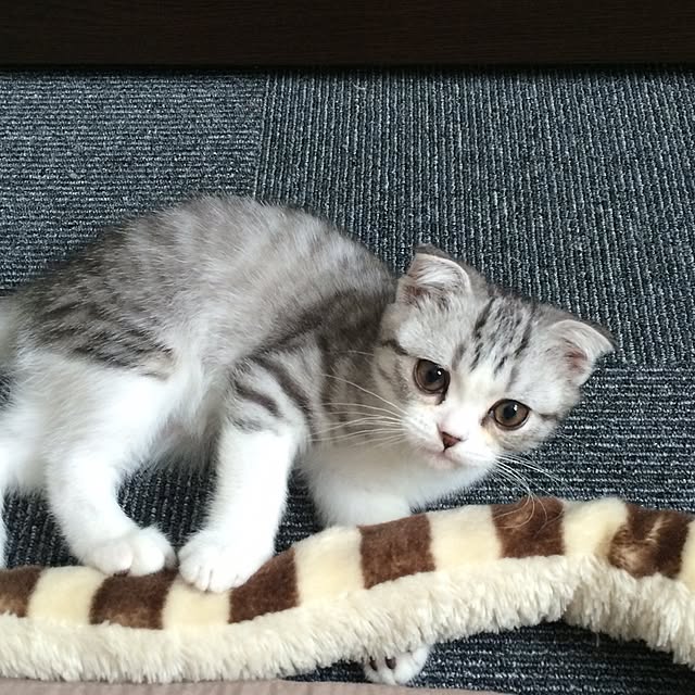 Dahliaさんの実例写真
