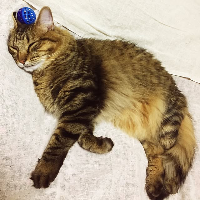 coconyantaさんの実例写真
