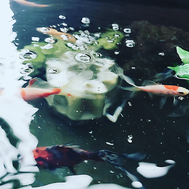 yukikarasnake10さんの実例写真