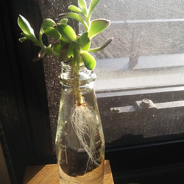 snoo.py.8198871.tomoさんの実例写真