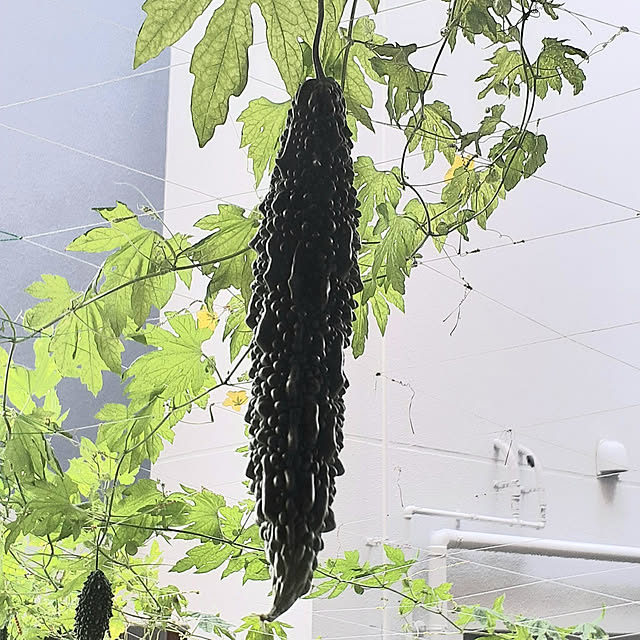 pipiさんの実例写真