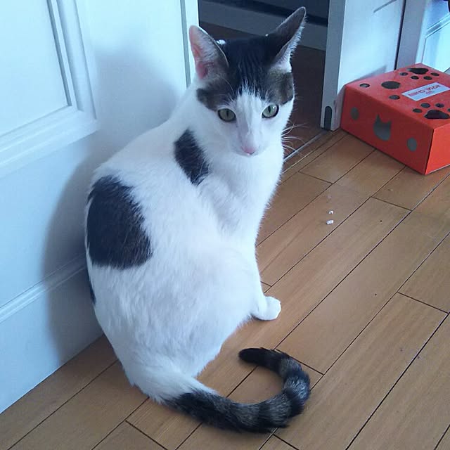 sakuraさんの実例写真