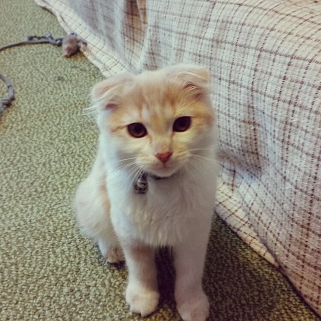 yuさんの実例写真
