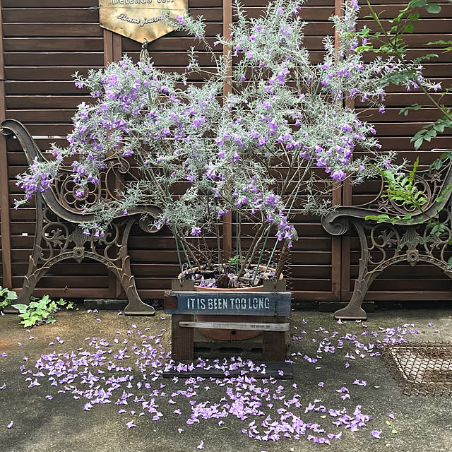 bibianさんの実例写真