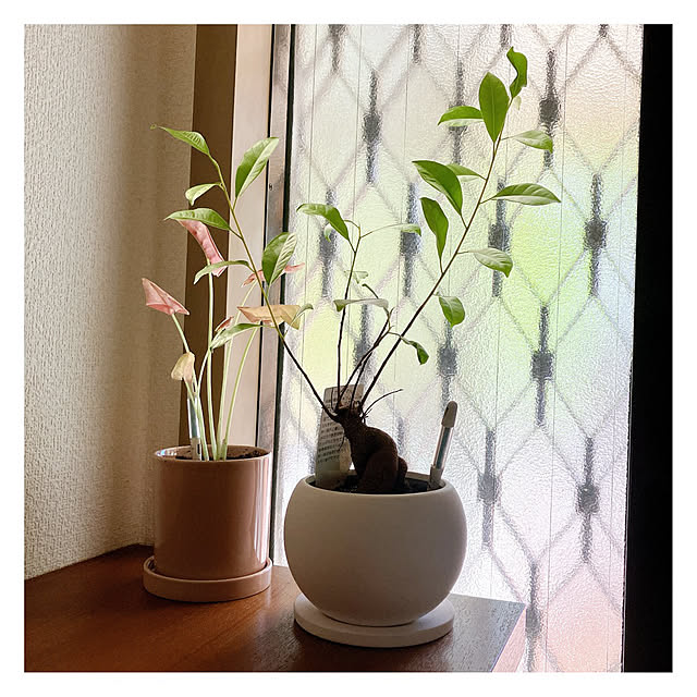 Hicchomuさんの部屋