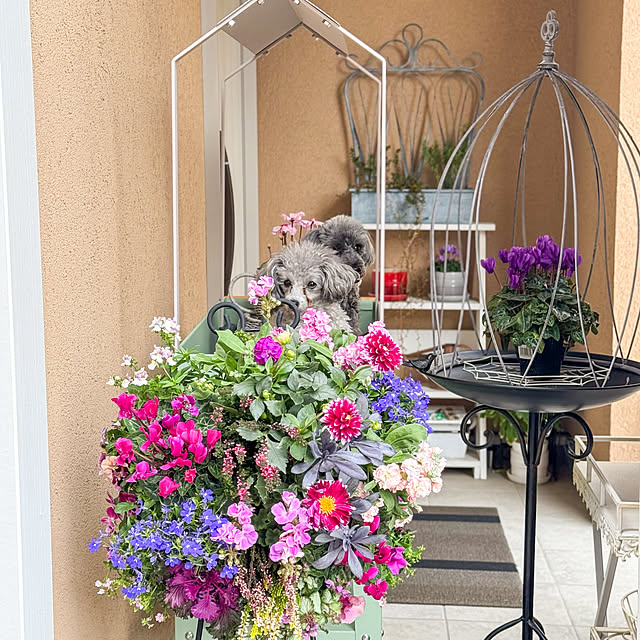 hokulonikoaさんの部屋