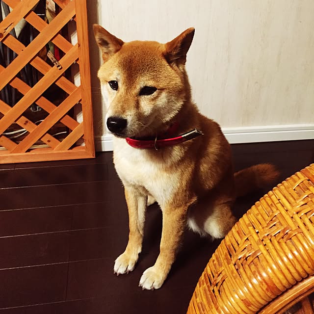 shibaさんの実例写真