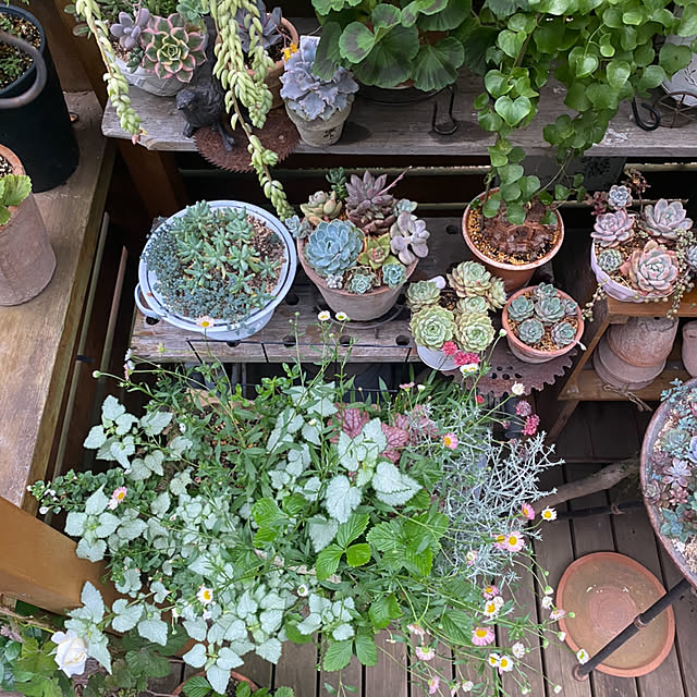 mintteaさんの部屋