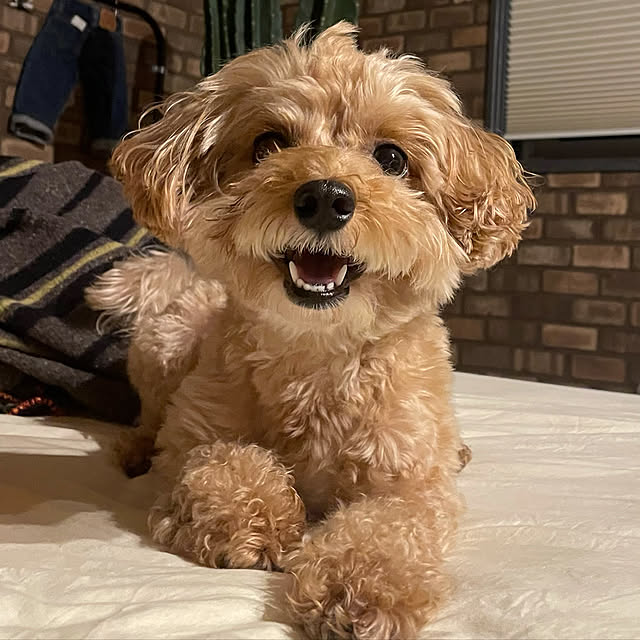 POYOさんの実例写真