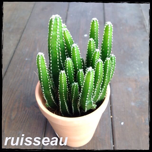 ruisseauさんの実例写真