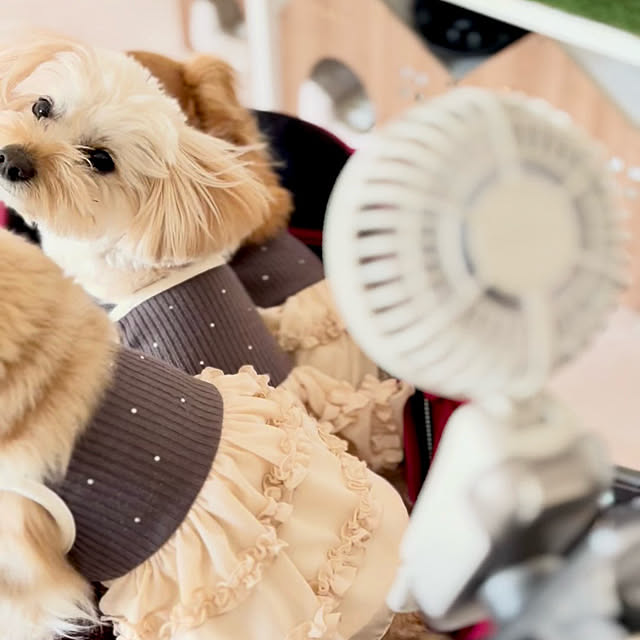 chachamamaさんの部屋