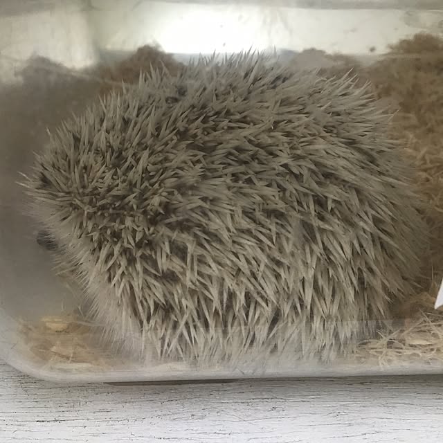 tetra163さんの実例写真