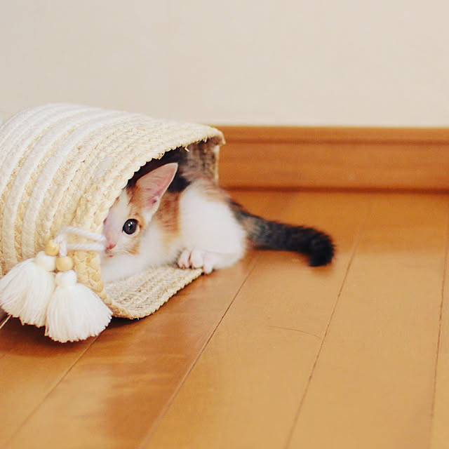 miinさんの実例写真