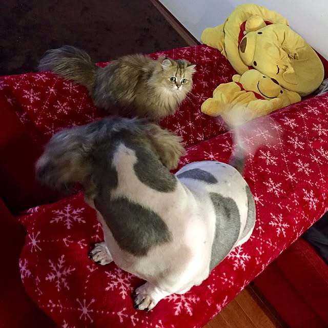 butachanさんの実例写真