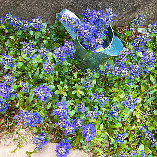 sophiaさんの実例写真