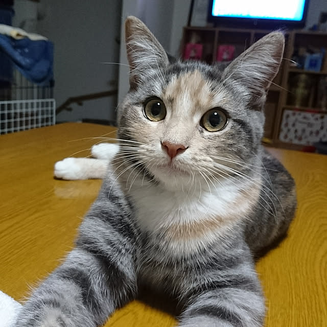 shinobuさんの実例写真