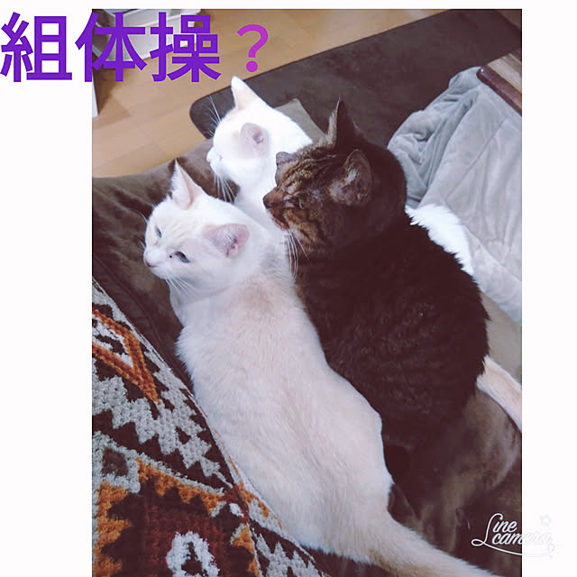 posauruさんの実例写真