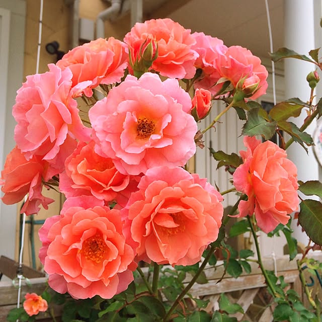 HappyRoseさんの実例写真
