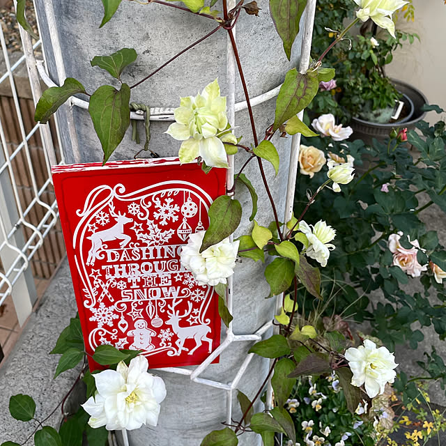 shiropenguinさんの部屋