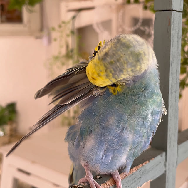 Atsukoさんの部屋