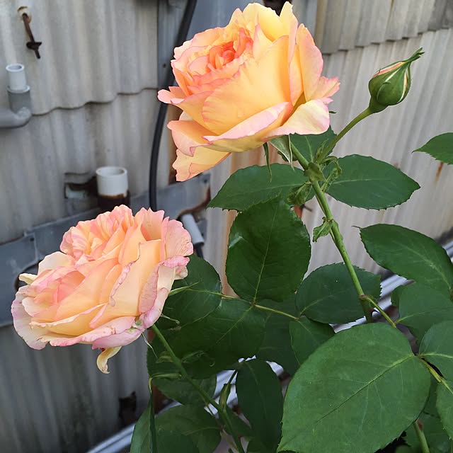 greenroseさんの実例写真