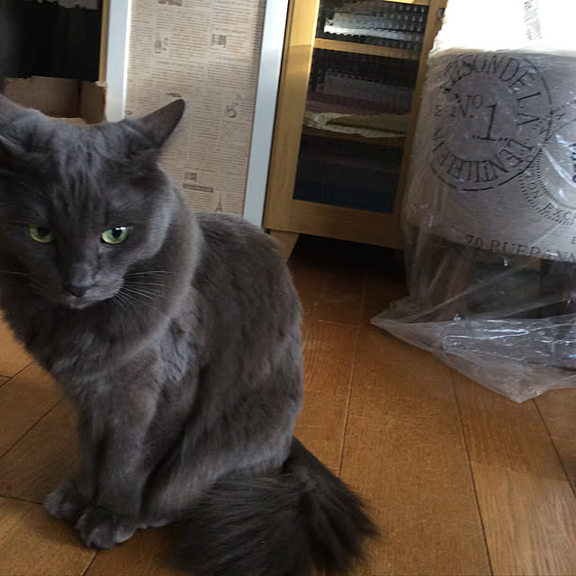 momokiriさんの実例写真