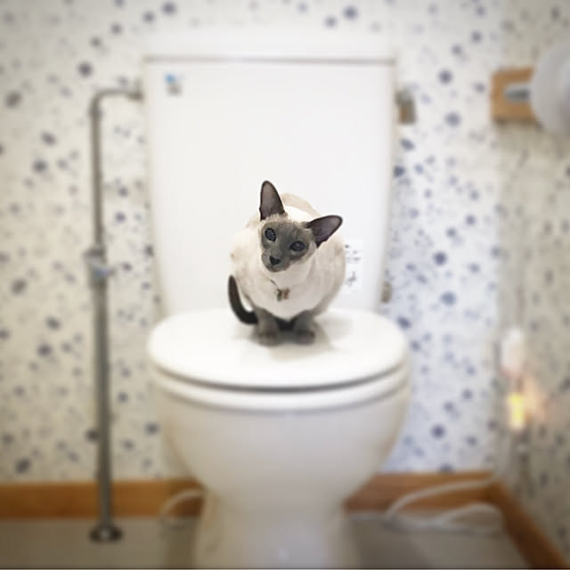 mujinekoさんの実例写真