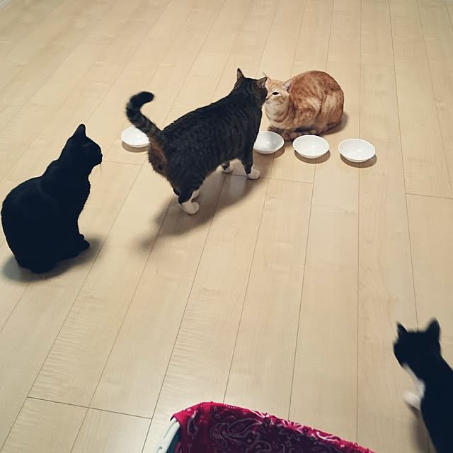 shiiiさんの実例写真
