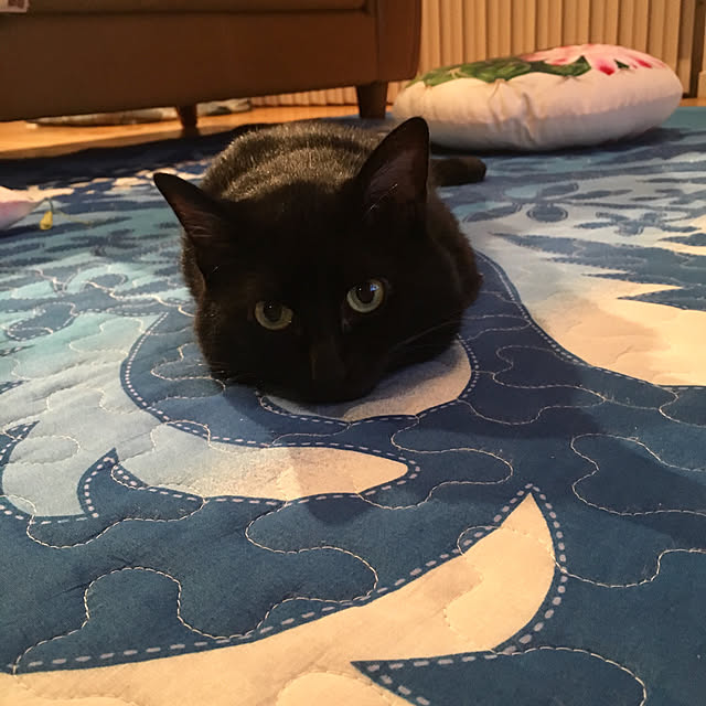 pitaさんの実例写真