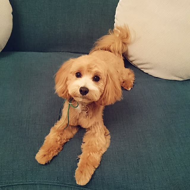 mi-さんの実例写真
