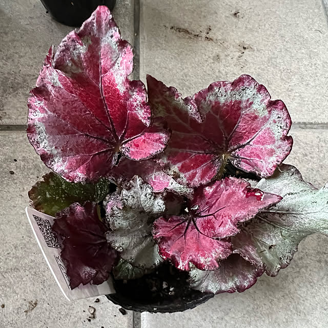 AYUKOさんの実例写真