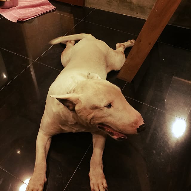 Thammaratさんの実例写真