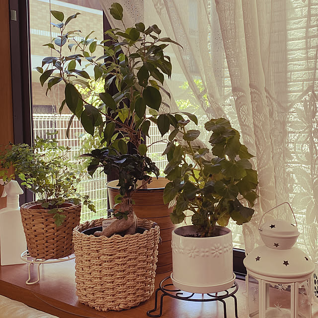 観葉植物 ハムスターのおすすめ商品とおしゃれな実例