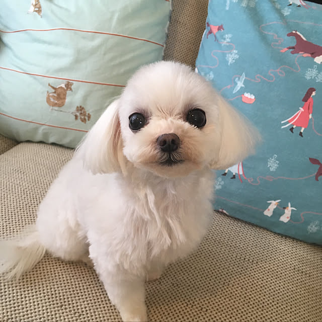 chebpooさんの実例写真