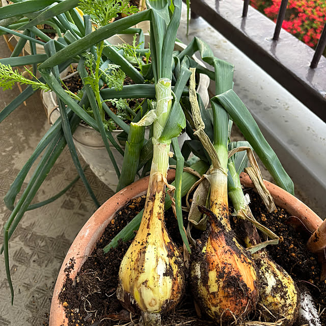 syutmmさんの部屋