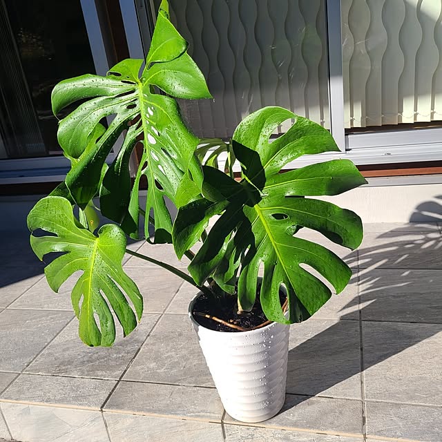 Rubiconさんの部屋