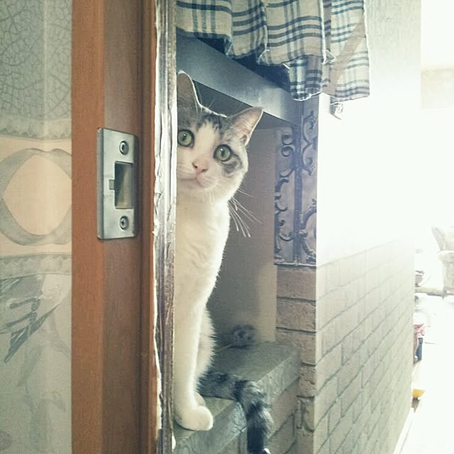 emmyyさんの実例写真