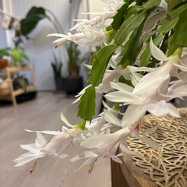 yuuta903さんの実例写真