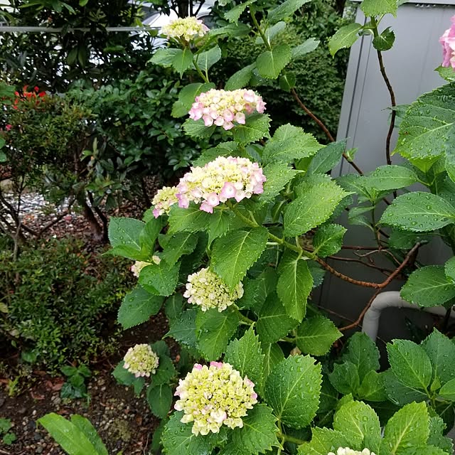 midoriさんの部屋