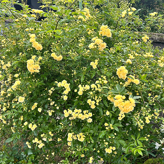 banbinaさんの実例写真