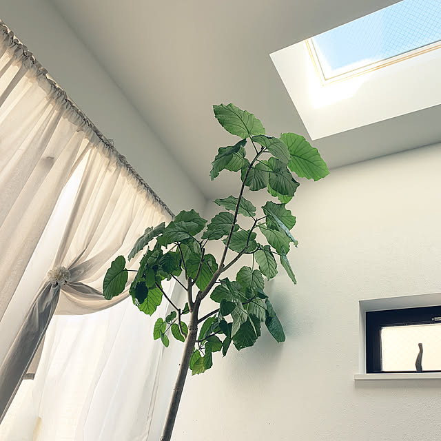 観葉植物/ベッド周りのインテリア実例 - 2019-09-06 14:25:31
