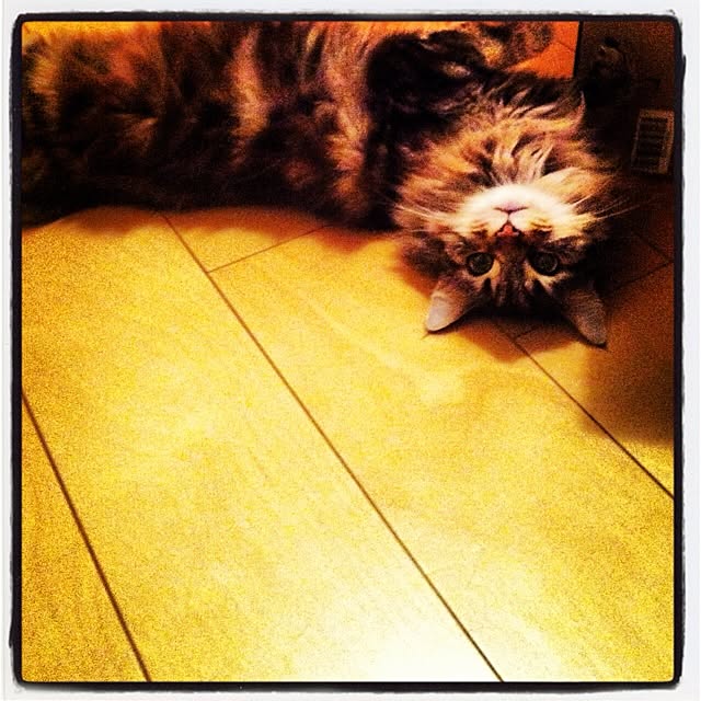 kkotnさんの実例写真