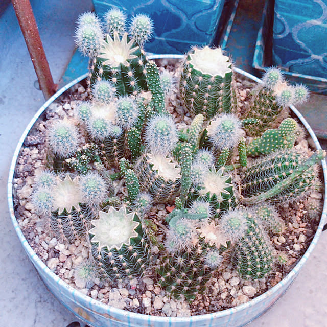 portulacaさんの実例写真