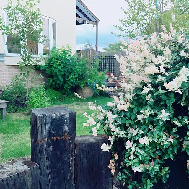 nicoさんの実例写真