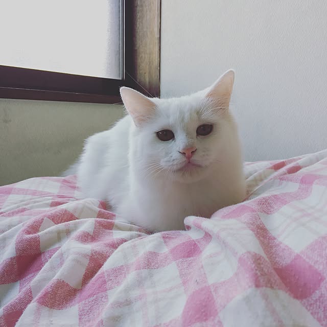 RICOさんの実例写真