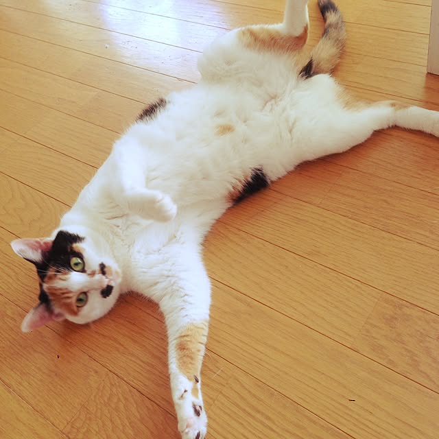 Kinanさんの実例写真
