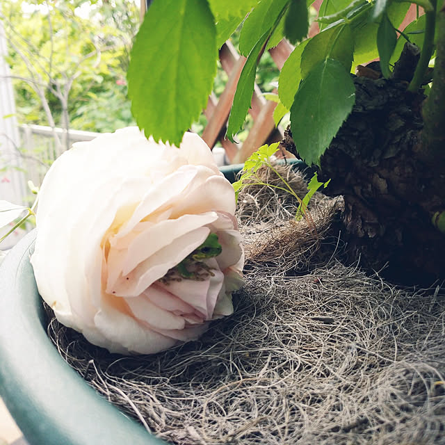 makotomosukeさんの実例写真