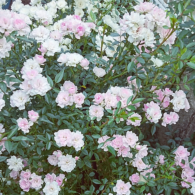 r.k.m.n_n.3.4.5さんの実例写真